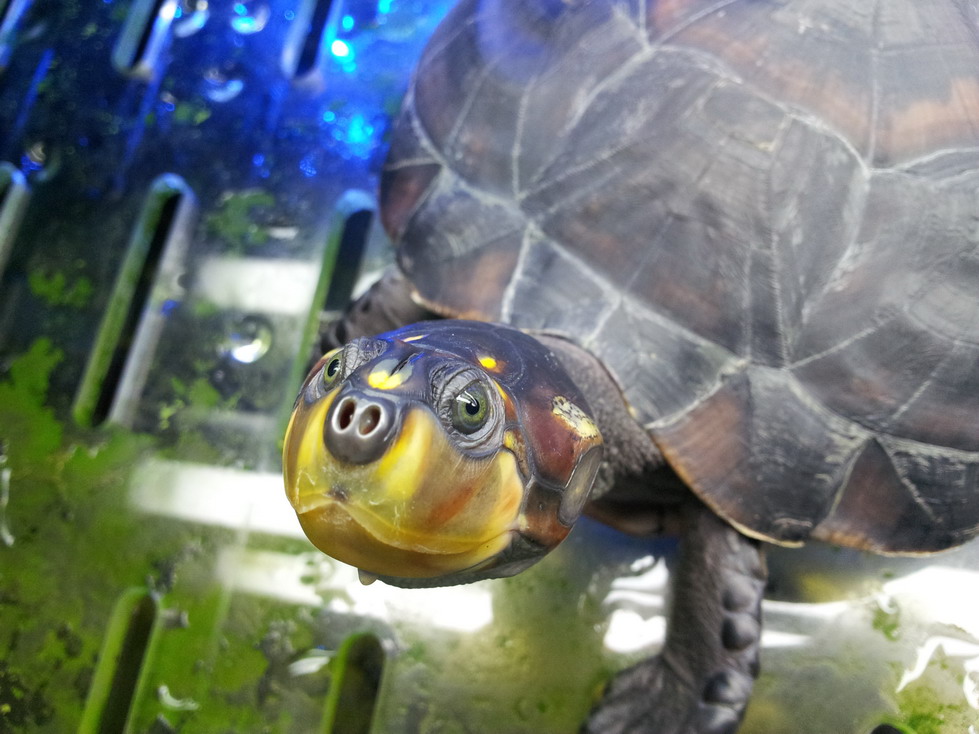  p>黄头侧颈龟(学名: i>podocnemis unifilis /i>)是侧颈龟科,南美侧