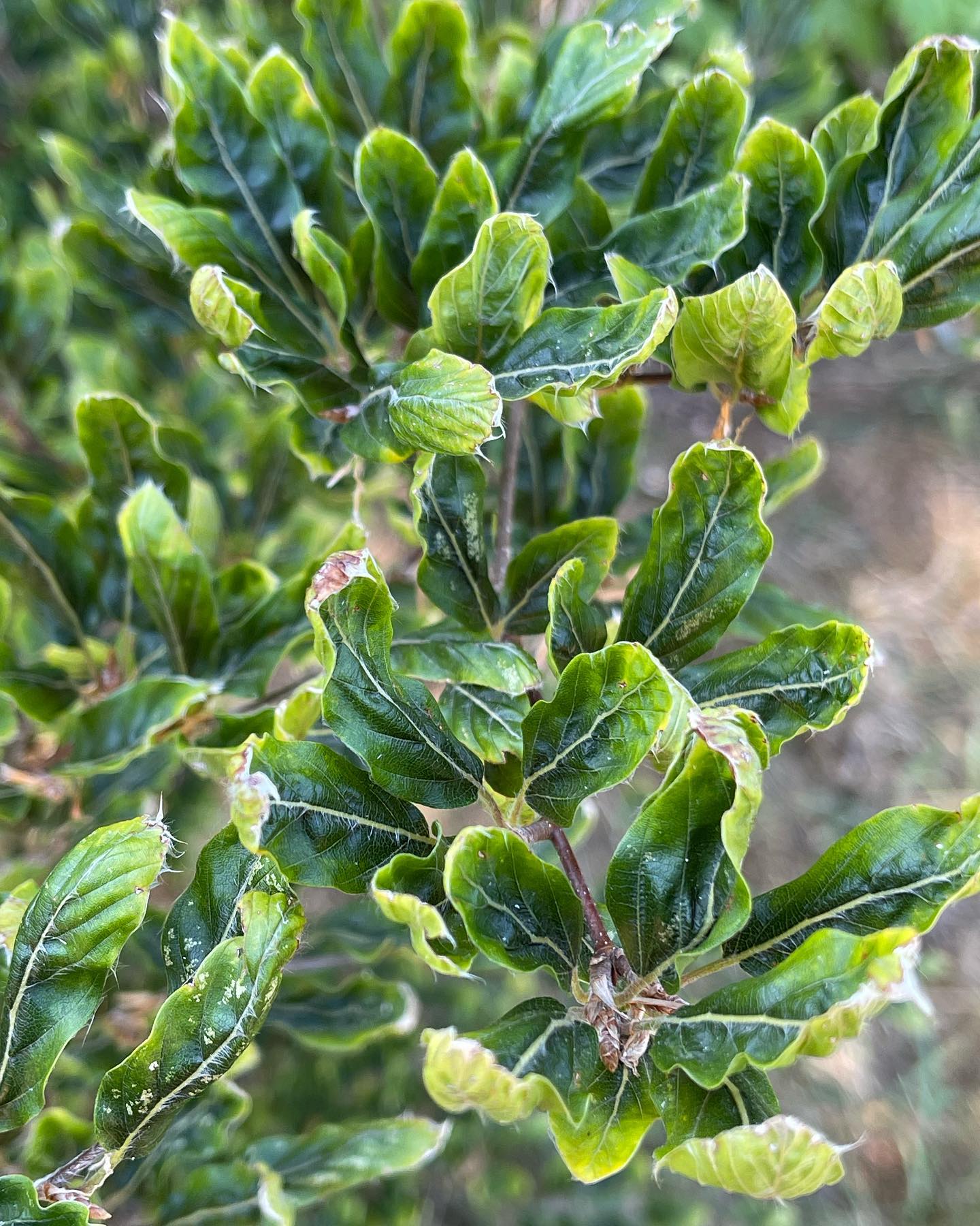  p>国际树木学协会(international dendrology society):是一个国际