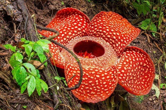 大王花