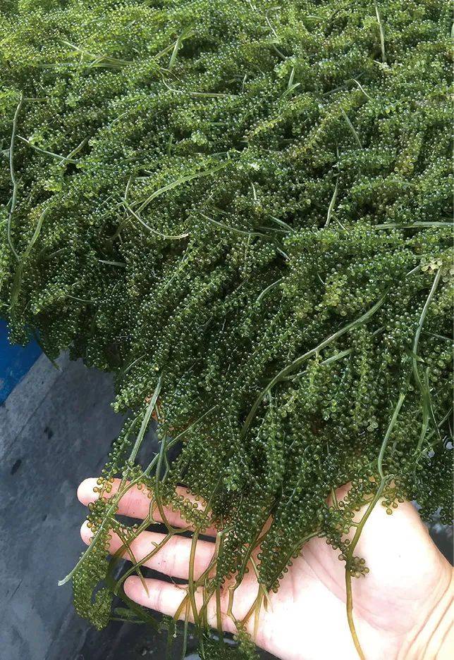 蓼科海葡萄属落叶灌木或小乔木植物,茎多分枝,植株较高,枝多呈弯曲