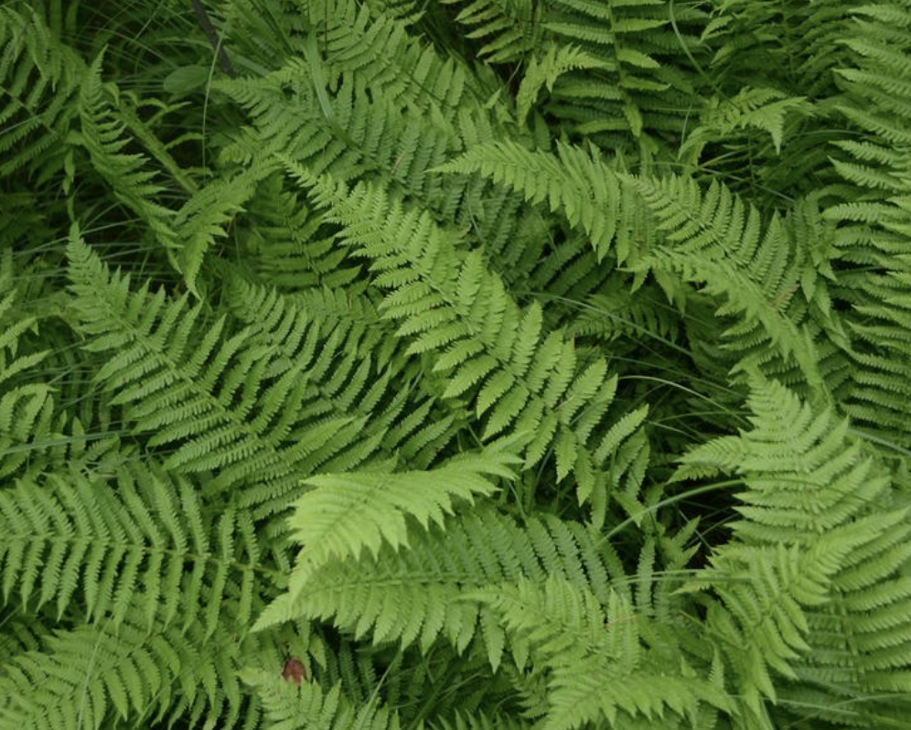  p>沼泽蕨(学名: i>thelypteris palustris /i> (l.