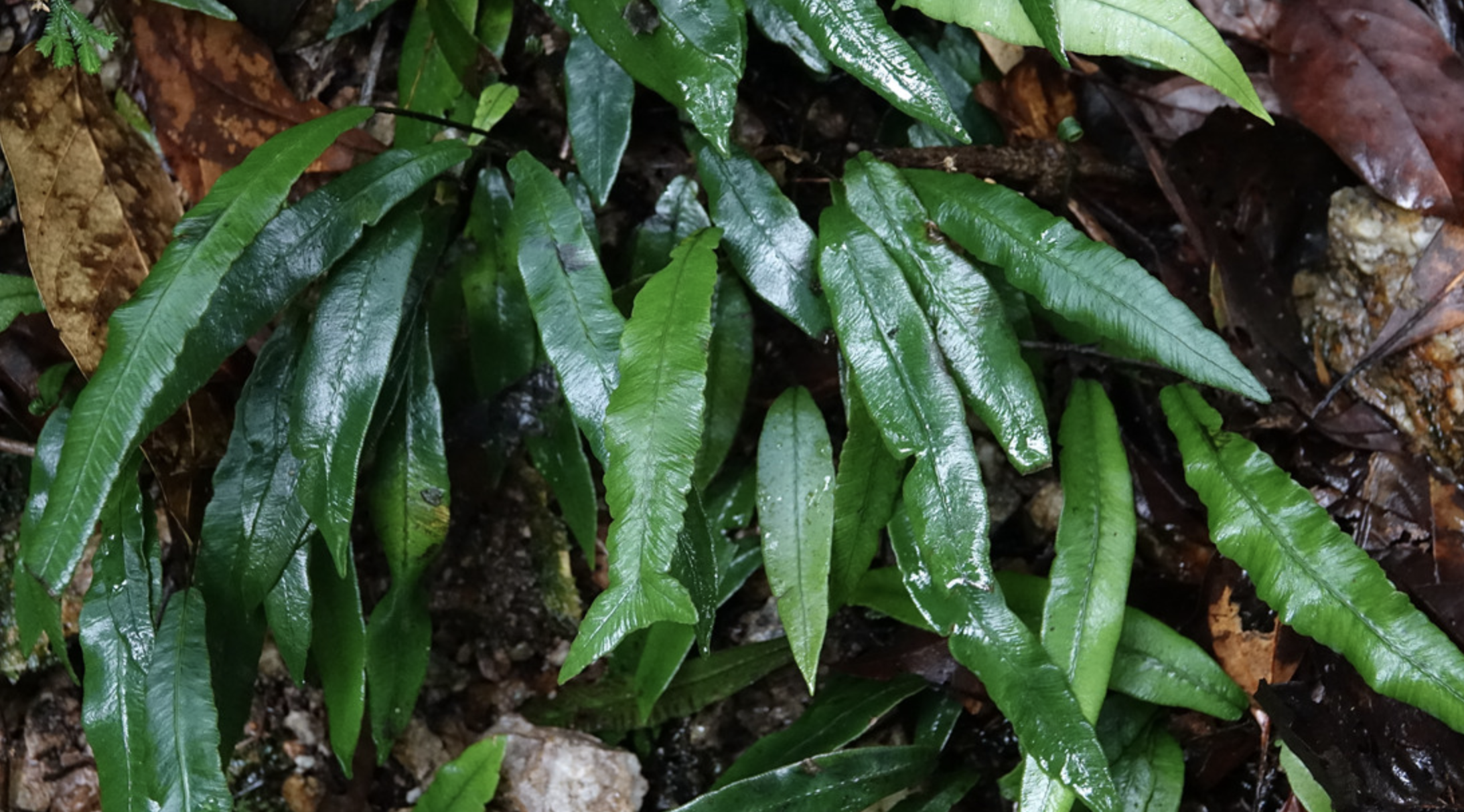  p>单叶双盖蕨(学名: i>diplazium /i>  i>subsinuatum /i> (wall.