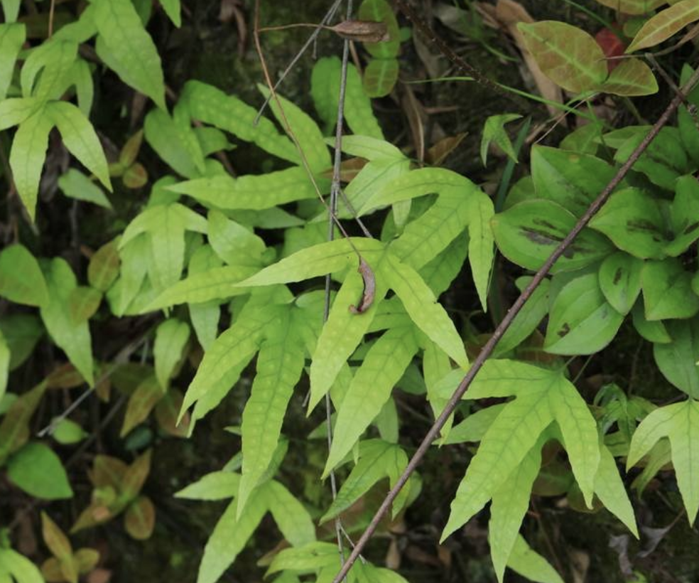  p>金鸡脚假瘤蕨(学名: i>selliguea /i>  i>hastata /i> (thunb.) h.