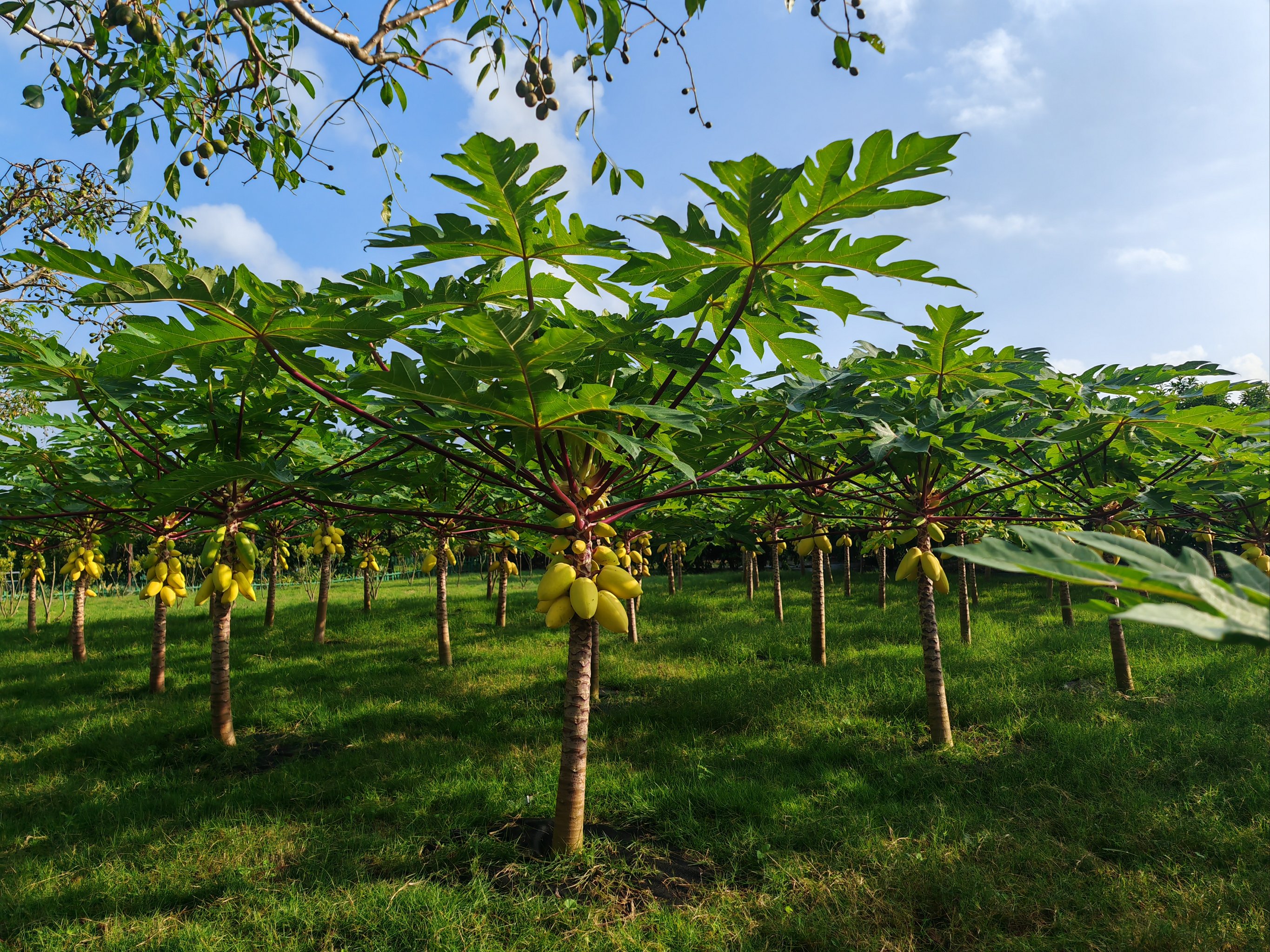 世界热带水果之窗基地