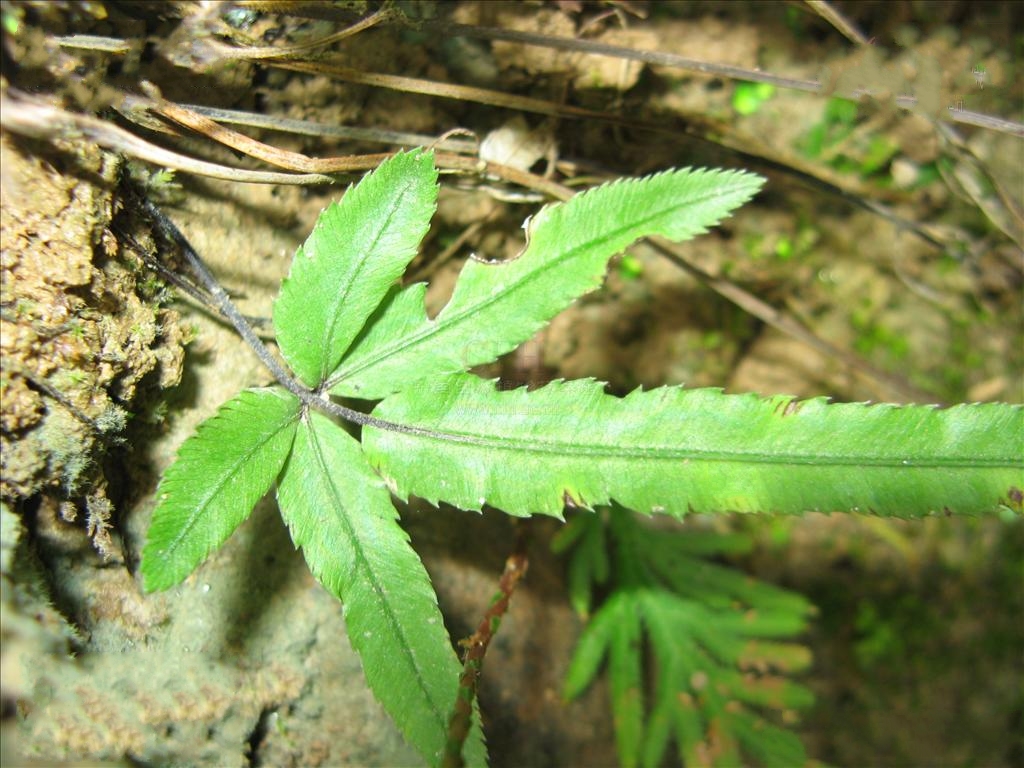  p>狭叶凤尾蕨(学名: i>pteris henryi /i> christ)是凤尾蕨科,凤尾蕨