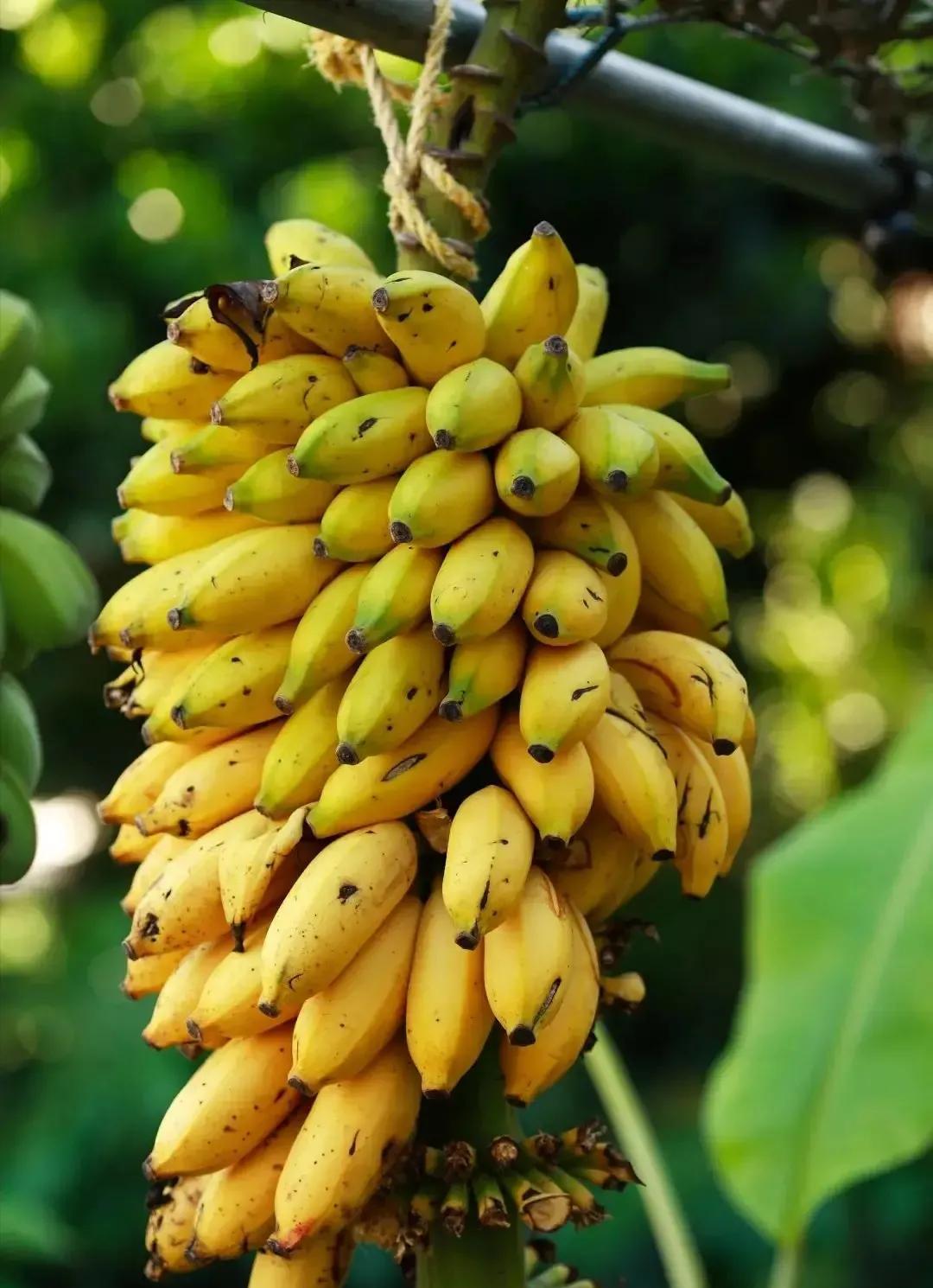 target="_blank" href="/item/大麦克香蕉/13021914" data-lemmaid="