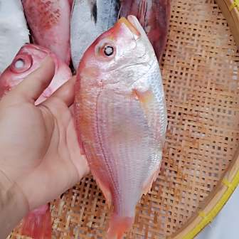 红鲷鱼