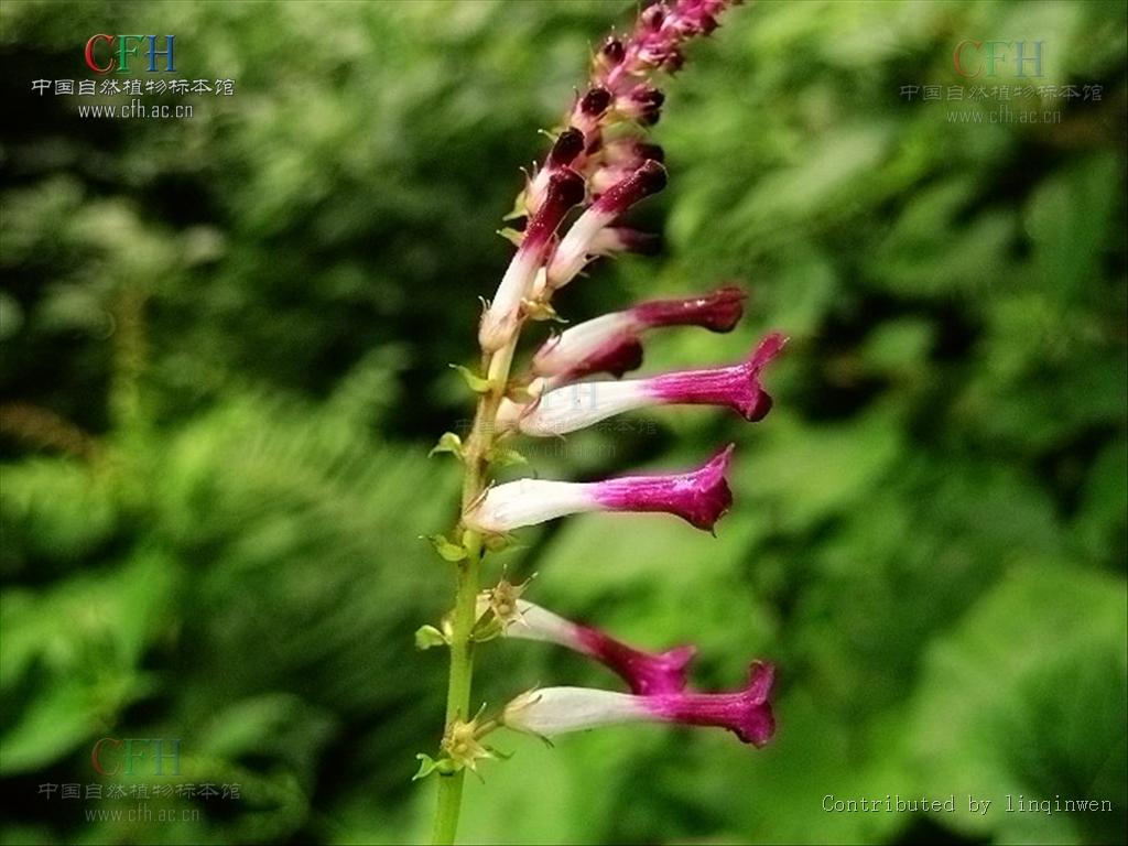  p>筒冠花属(学名:siphocranion kudo)是唇形科下一个属,分布于印度