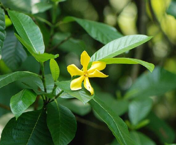 target="_blank" href="/item/大黄属">大黄属 /a>多年生高大草本植物