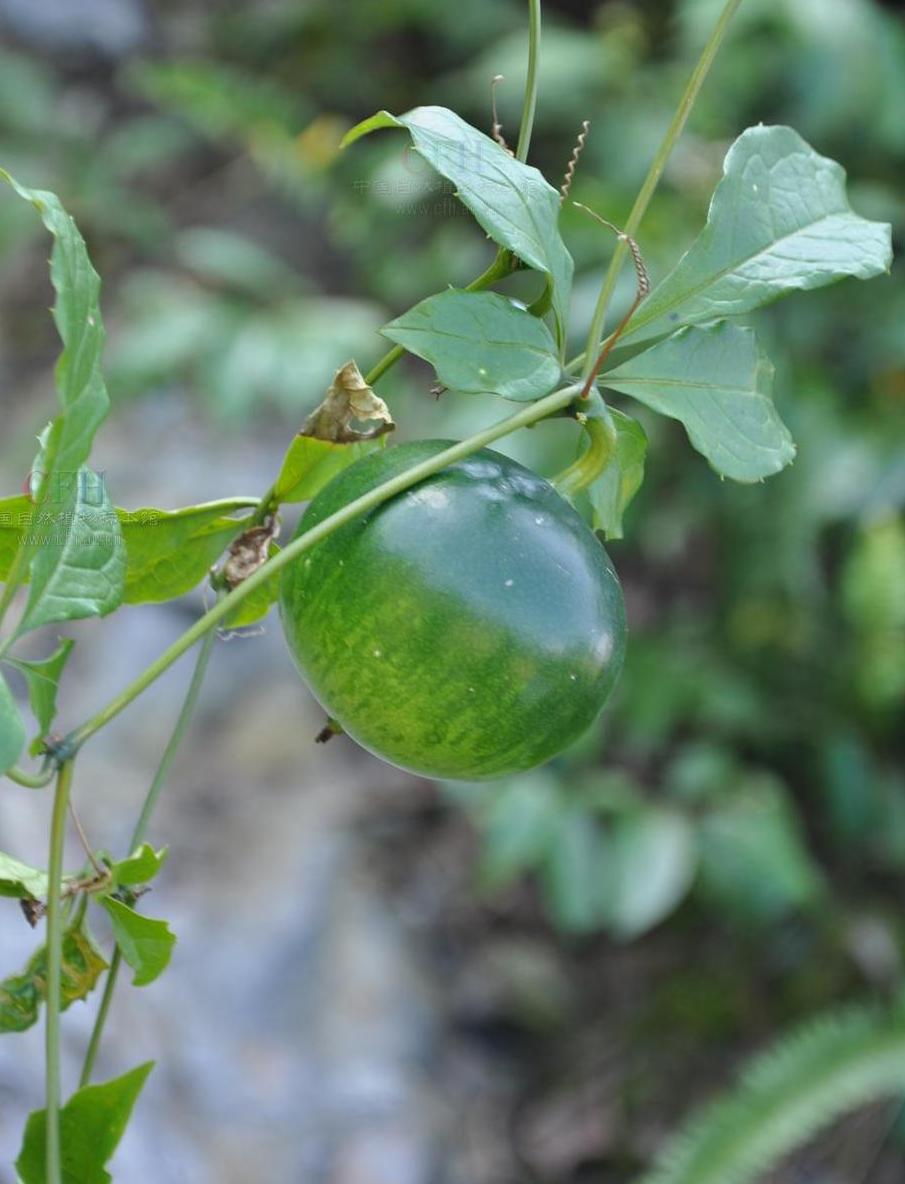  p> a href="#" data-lemmaid="9484893">卵叶栝楼 /a>(学名