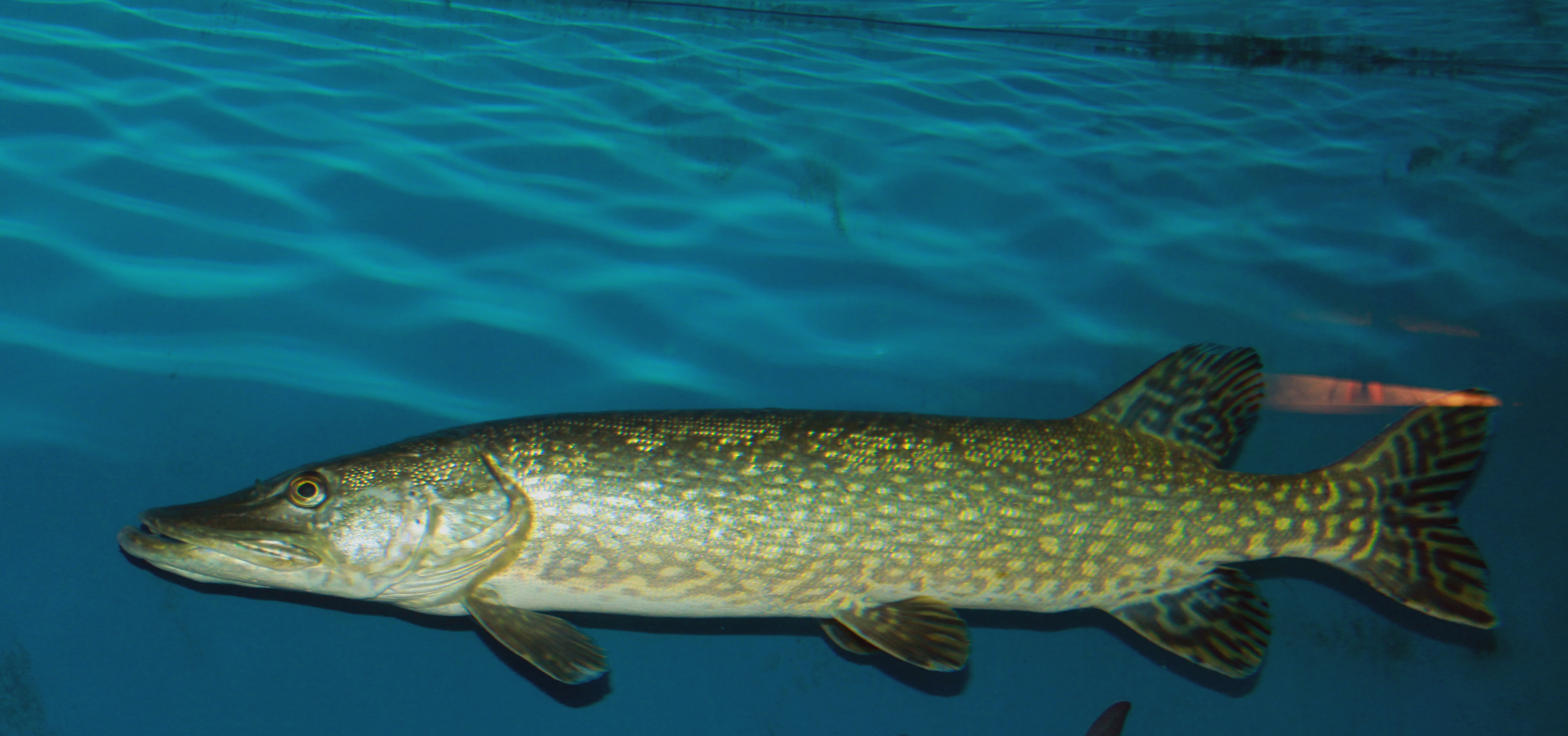  p>白斑狗鱼(学名: i>esox lucius /i>)是狗鱼科,狗鱼属鱼类.