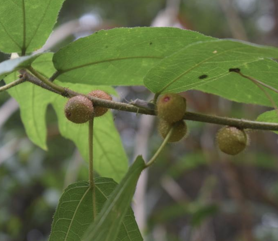  p>粗叶榕(学名: i>ficus hirta /i> vahl)是桑科,榕属植物.