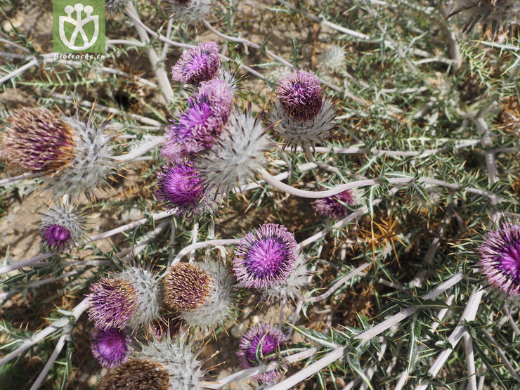  p>刺头菊(学名:cousinia affinis)是菊科刺头菊属的植物.