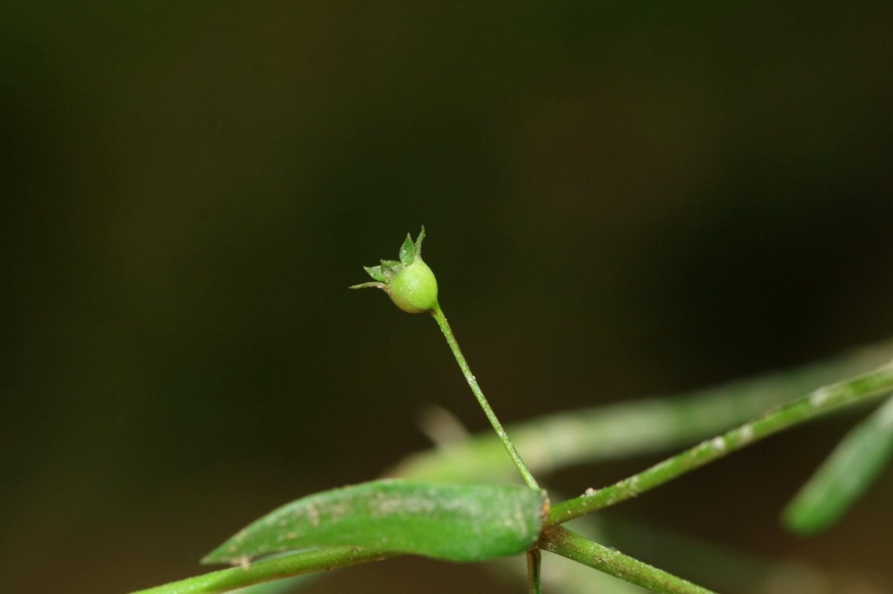 白花蛇舌草（茜草科蛇舌草属植物）_百度百科