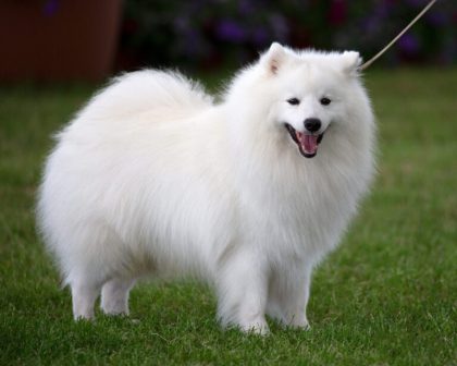 银狐犬（原产于日本的独立犬种）_百度百科