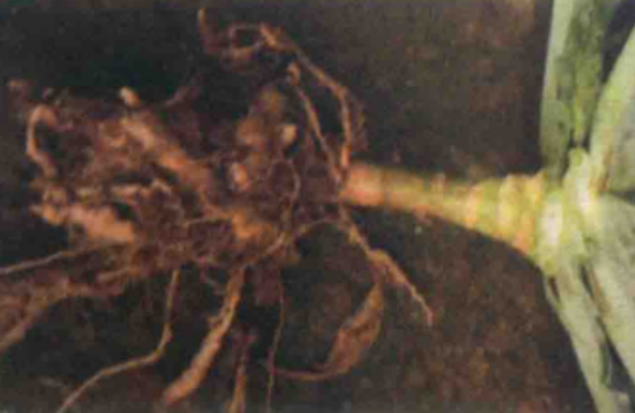  p>甘蓝根肿病是由芸薹根肿菌引起的,发生在 a target="_blank" href=