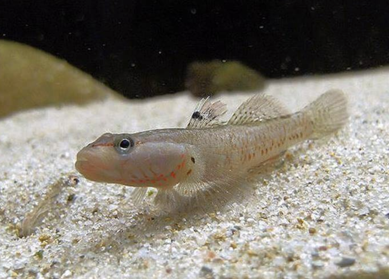  p>溪吻虾虎鱼(学名: i>rhinogobius duospilus /i>)是虾虎鱼科,吻