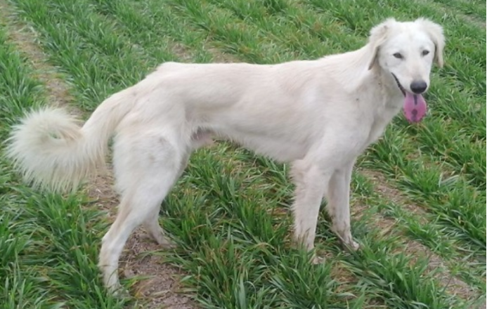 闻名的东方猎犬：山东细犬_百科TA说