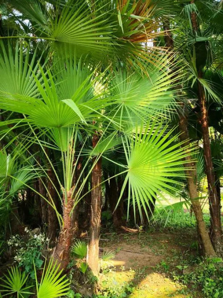 棕竹（棕榈科棕竹属植物）_百度百科
