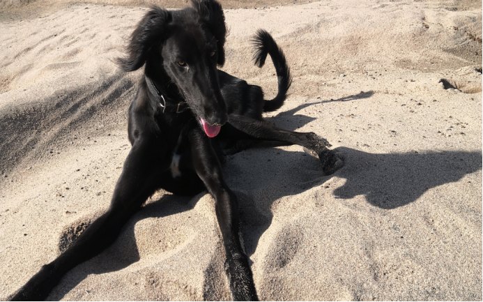 山东犬 逐渐没落的中国名犬 百科ta说