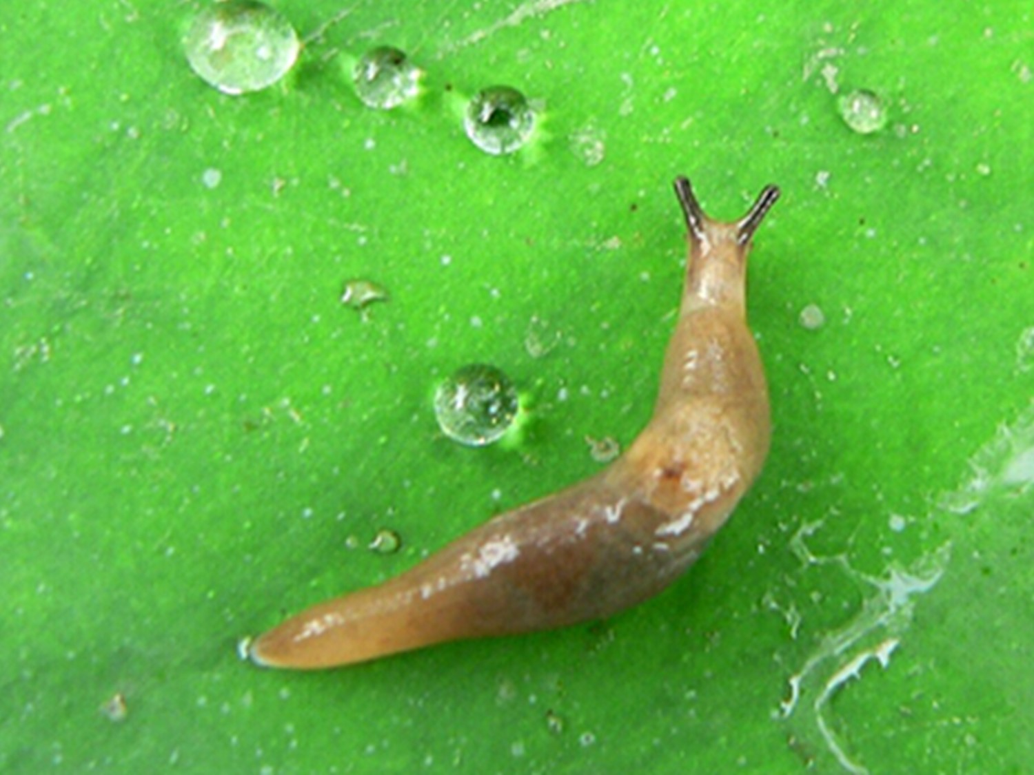 自然界中蜗牛的孪生兄弟 蛞蝓 百科ta说