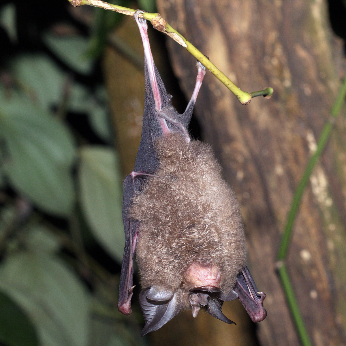 皮氏菊头蝠福建亚种
