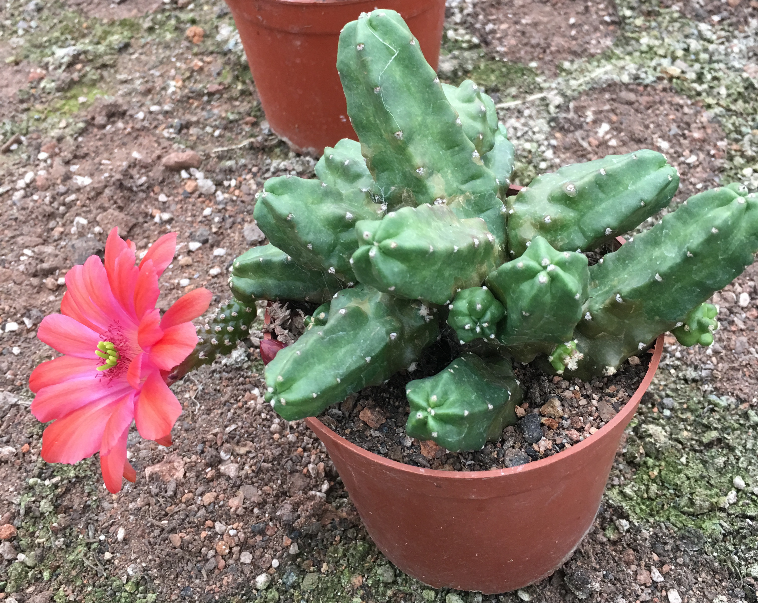 桃太郎(ももたろう)是 a target="_blank" href="/item/仙人掌科