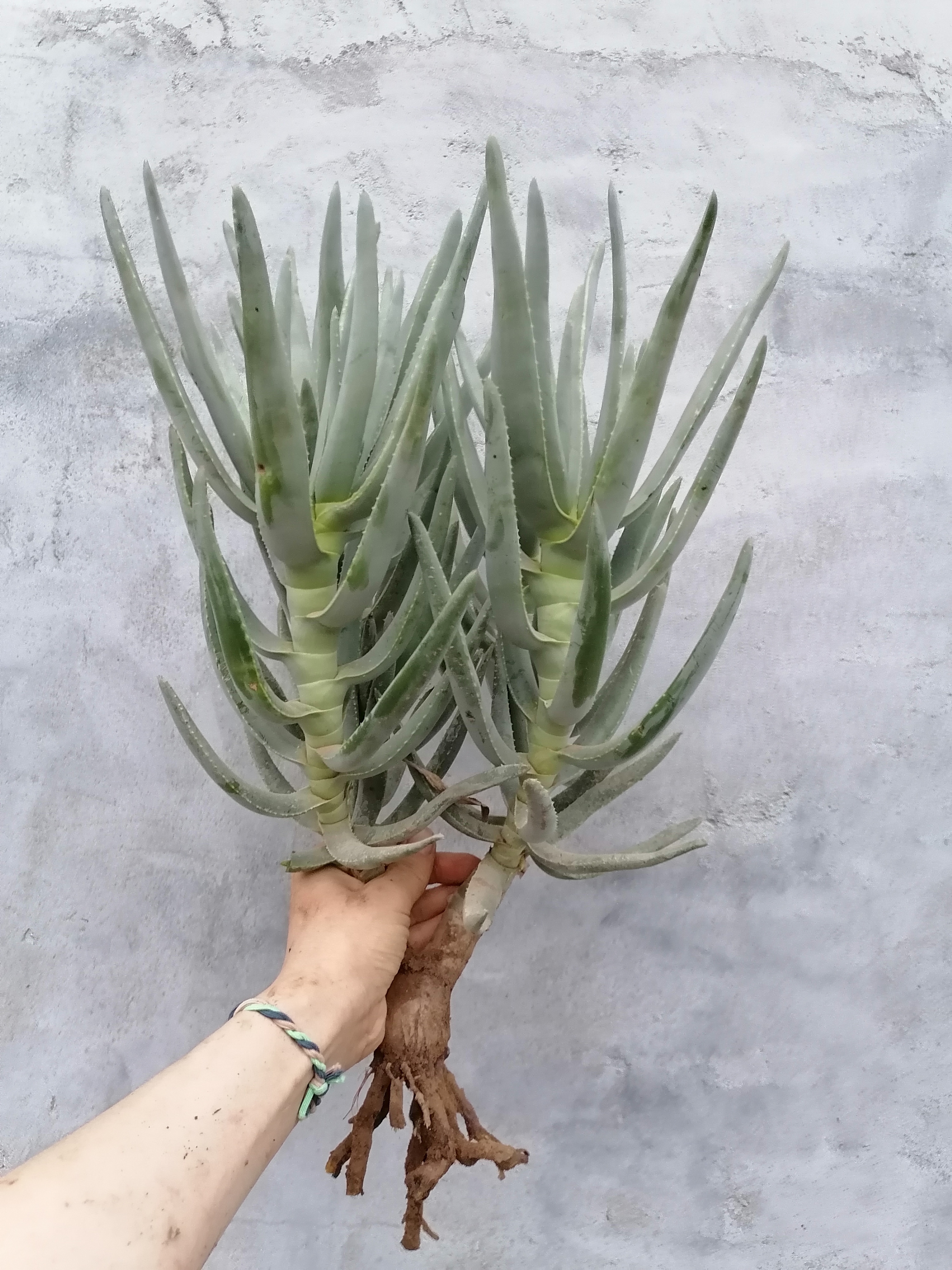  p>多枝芦荟aloe ramosissima,原产南非西北部和纳米比亚西南部,是一