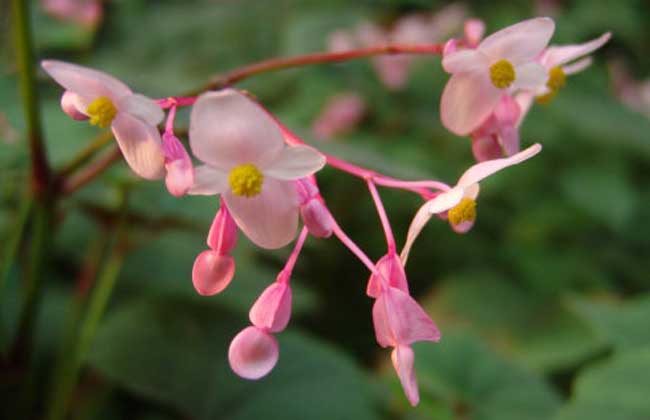 单翅秋海棠(变种)