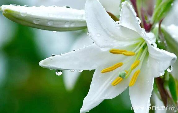 百合花语是什么 送百合花代表什么意思 百科ta说