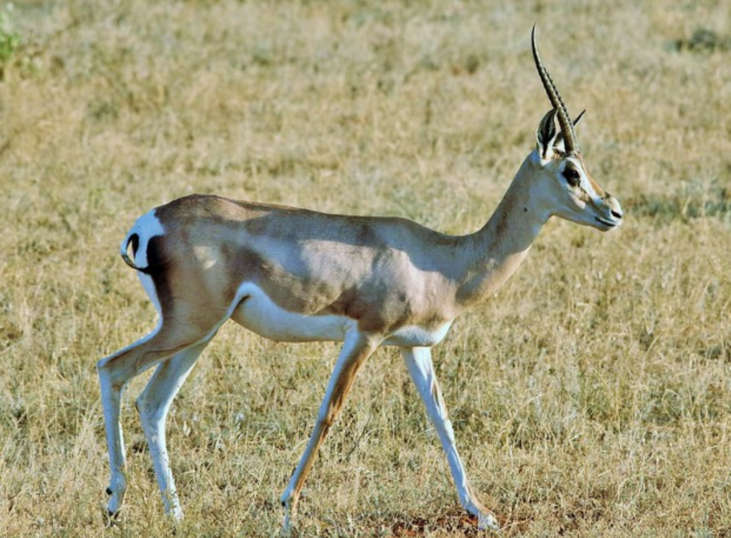  p>葛氏苍羚(学名: i>nanger granti /i>):是偶蹄目,牛科,苍羚属的
