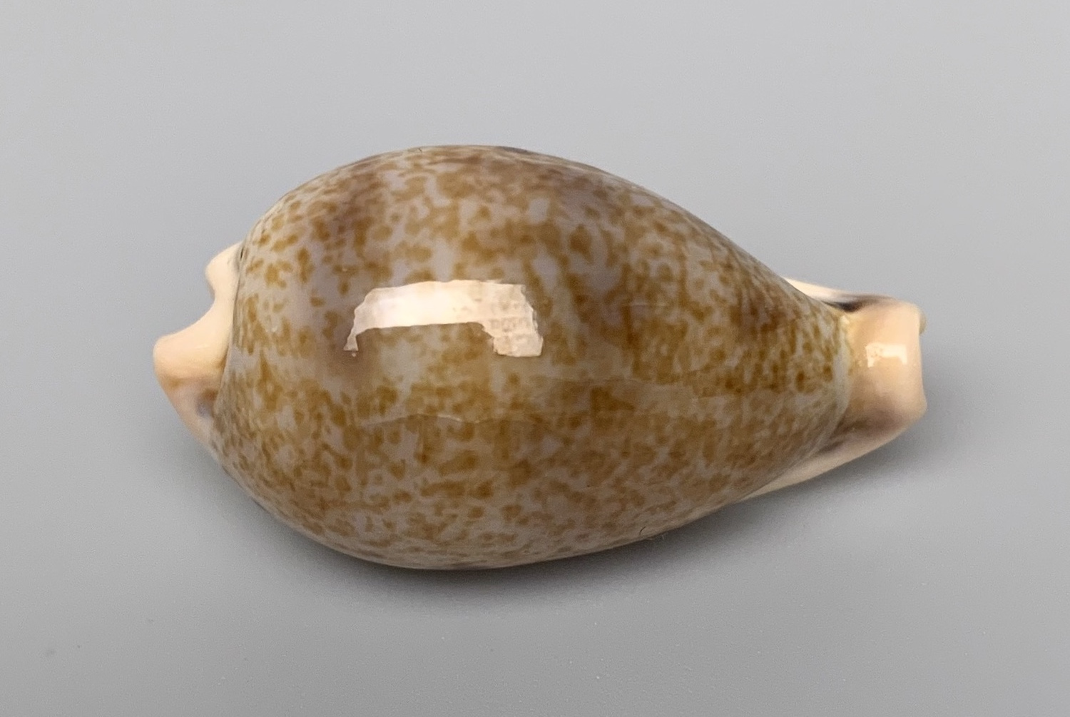  p>玉女宝螺的亚种.产自于80-200米水深,通常为深水拖网采集. /p>