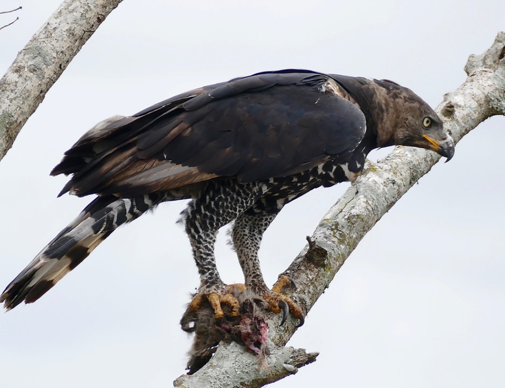 stephanoaetus coronatus