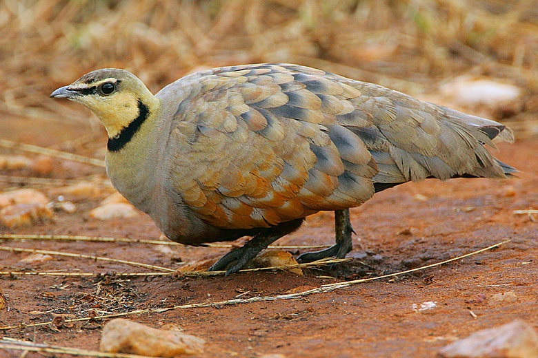 yellow-throated sandgrouse