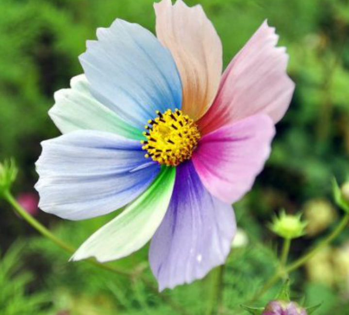 七色堇 幸福的七种颜色 百科ta说