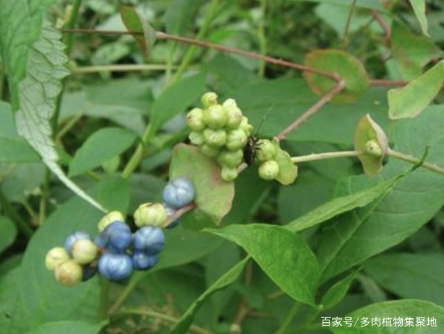 在农地里，碰到1种草别踩，人称“杠板归”，比三叶草价值高！_百科TA说