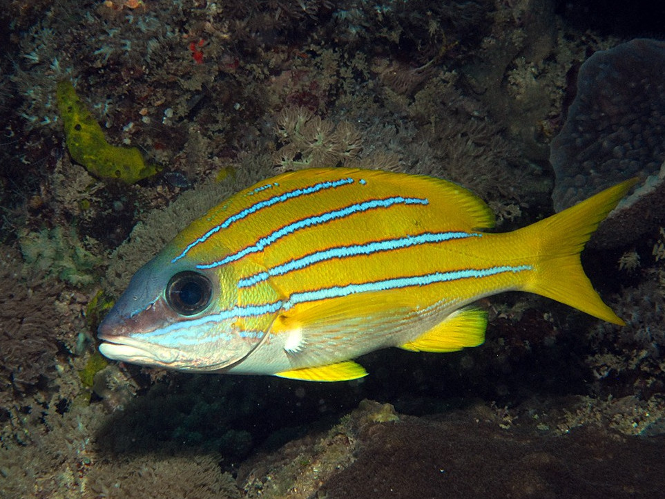  p>四线笛鲷(学名: i>lutjanus kasmira /i>),又名四带笛鲷.