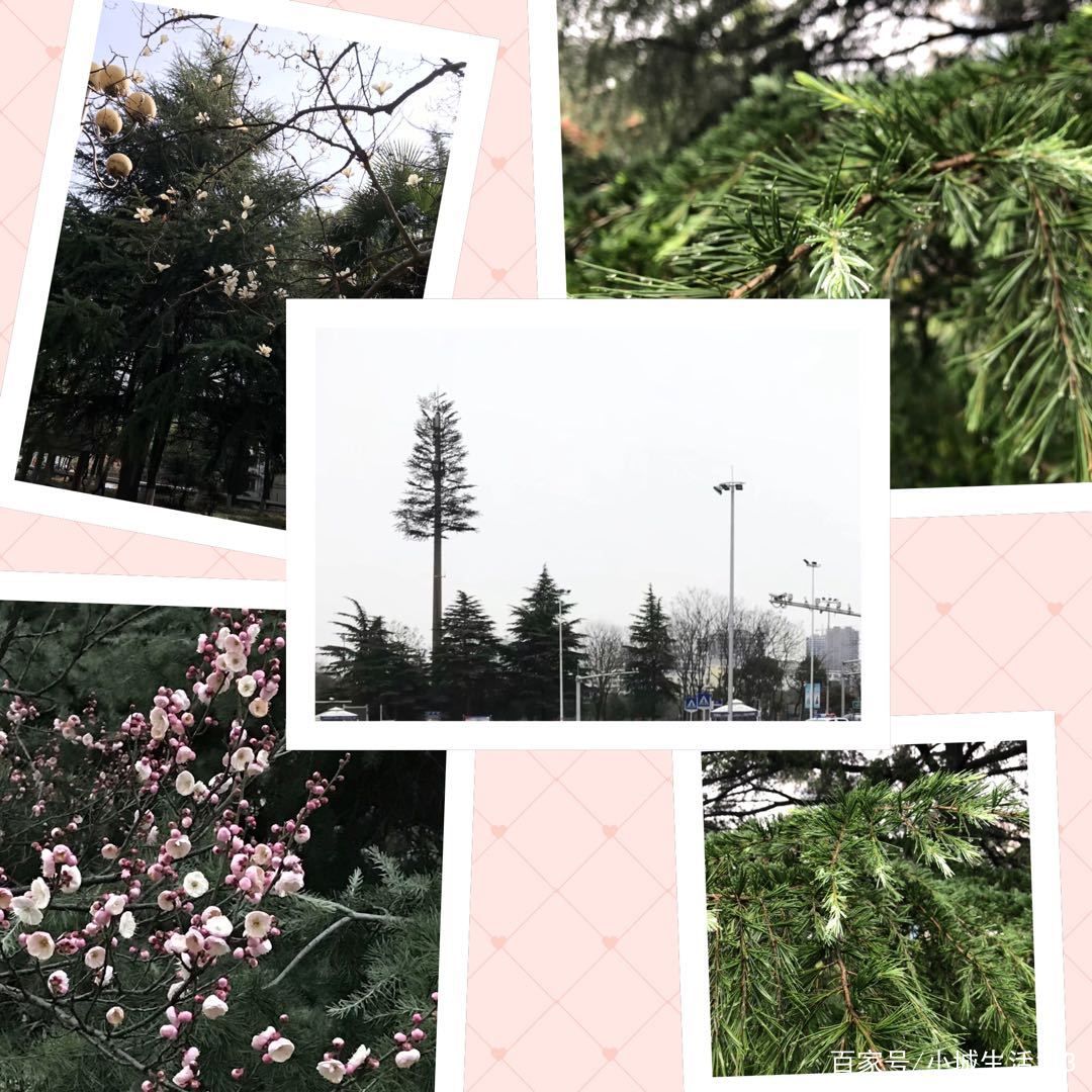 松树株形良好，挺拔高大，极富人文情怀_百科TA说