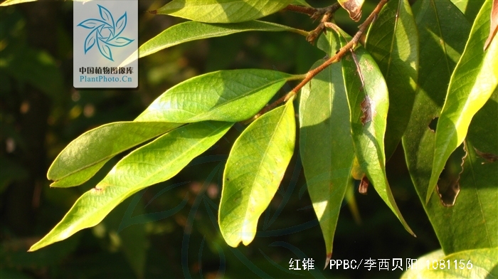  p>红锥( i>castanopsis hystrix /i>  miq.),乔木,高达25米,胸径1.