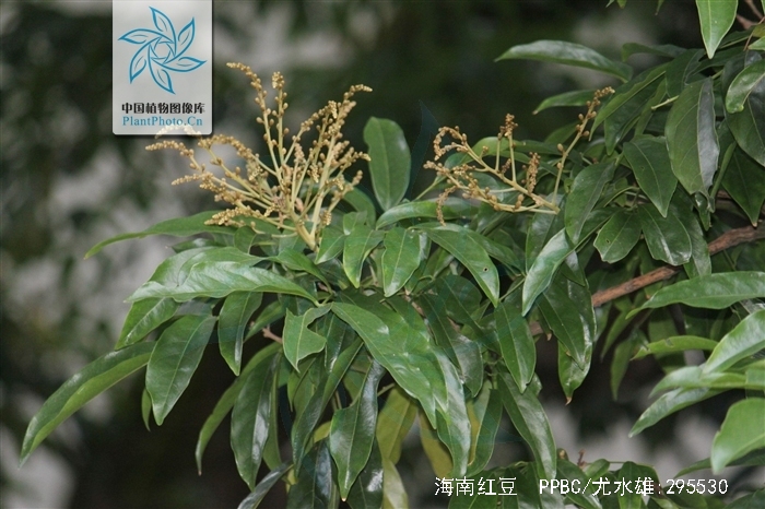  p>海南红豆(学名: i>ormosia pinnata  /i>(lour.) merr.