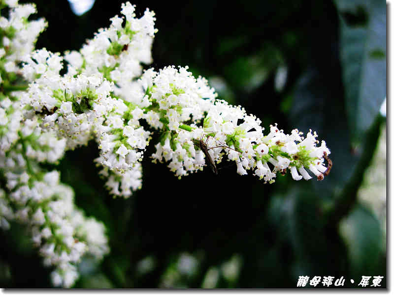  p>小花水锦树,是 a target="_blank" href="/item/水锦树属">水锦树