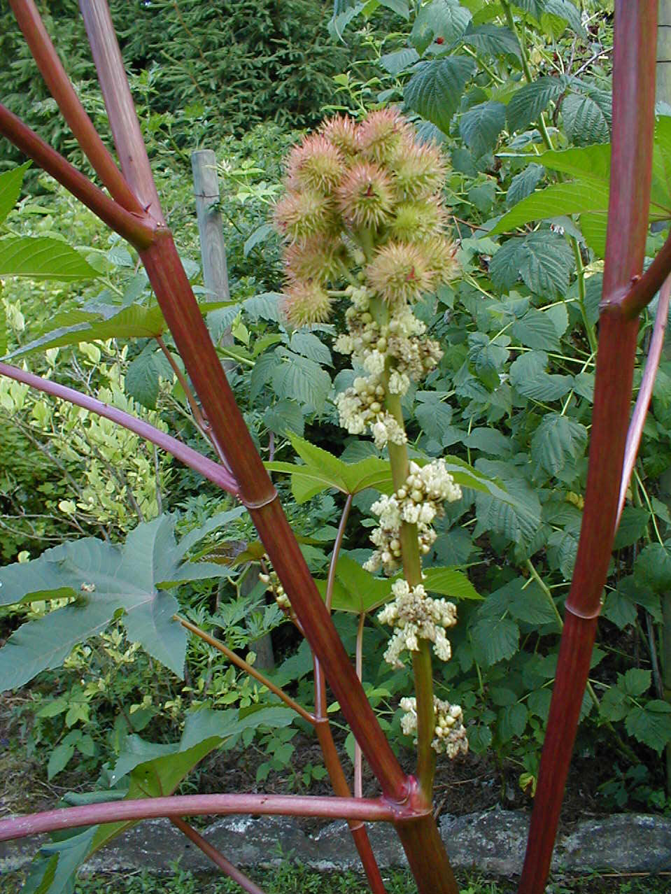  p data-id="gntc9etf33">蓖麻( i>ricinus communis /i> l.