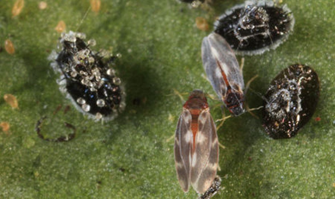 属 a href="#" data-lemmaid="15562883">同翅目粉虱科 /a>.