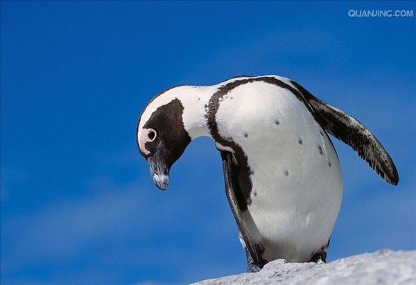 black-footed penguin
