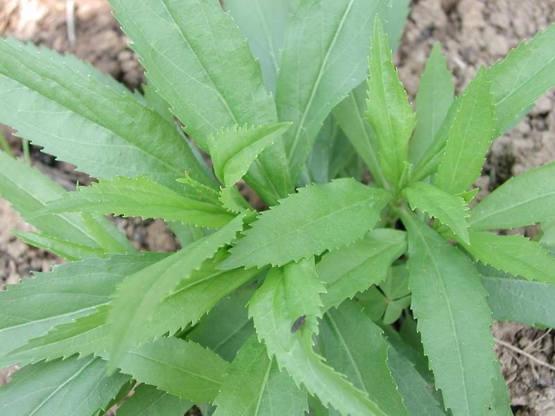  p>荨麻叶龙头草,拉丁名为meehania urticifolia (miq.