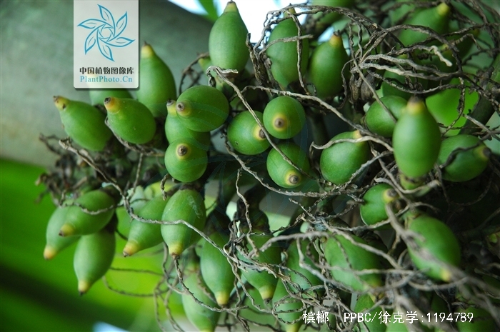 a target="_blank" href="/item/初生目">初生目 /a>,棕榈科,槟榔属常