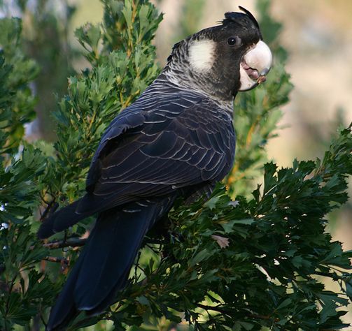 slender-billed black-cockatoo