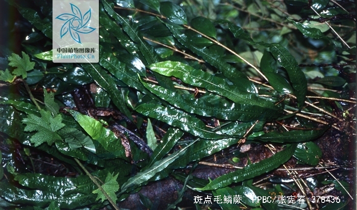 tricholepidium maculosum (christ) ching