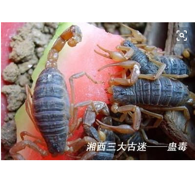 毒蛊术中蛊表现主要有寄生虫表现;过敏表现;中毒表现.有说