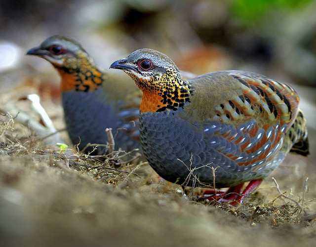  p>红喉山鹧鸪(学名: i>arborophila rufogularis /i>)体长18-28厘米